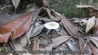 China Daily Asia Video: Know your mushrooms