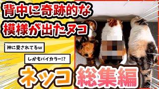 【2ch動物スレ総集編】背中に奇跡過ぎる柄が出現したネッコ→神に愛されてると話題にwww/ネッコ300選‼