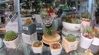 BEAUTIFUL CACTUS AND SUCCULENTS | JUST ROAMING AROUND | PLANTS AND FLOWERS | JOY WANDERS HK