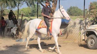 Rupal stud farm  मायरा For sell Mo9724588670Mo8849146447