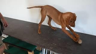 As we beginning training with a versatile Vizsla puppy PART 2.