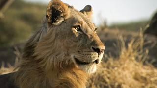 The Lions Rule | Bloodlines