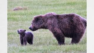 Alaska 2022 - Roxy & Her Cubs Part 2, Chinitina Bay