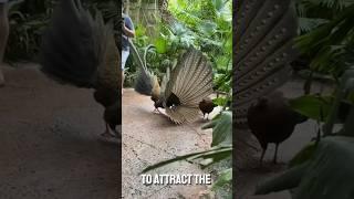 Five most beautiful peacocks in the world