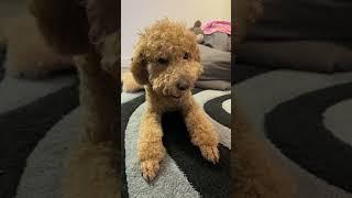 #poodles #poodlelife #dogs #doglover #dogshorts #doglife #puppy #funnydogs #funnyvideo #funnyshorts