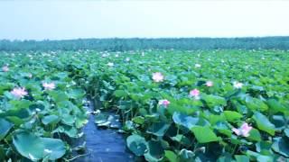 Долина Лотосов, Темрюк, Краснодарский край ///  Lotus, Krasnodar Region, Russia