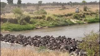 Serengeti National Park | The Great Wildebeest Migration 2021