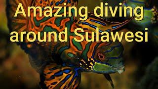 Amazing diving around  Sulawesi, Indonesia