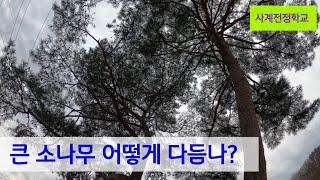 큰 소나무 어떻게 다듬나? #217사계전정학교 24  03