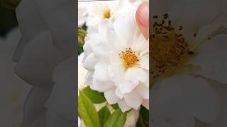 how to draw white rose? #shortsvideo #roses