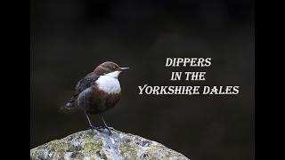 Dippers In The Yorkshire Dales