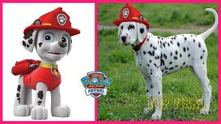 PAW PATROL Characters That Exist In Real Life @TupViral