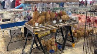 2023 Ohio National Poultrty Show SALE Area