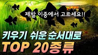 물고기 키우기 쉬운순서대로 20종류 정리해드립니다(구피, 테트라 절대 비추..)