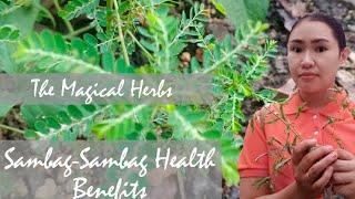 THE HEALTH BENEFITS OF PHYLLANTUS NIRUNI OR SAMBAG-SAMBAG TO OUR BODY BISAYA VERSION (Herbal)