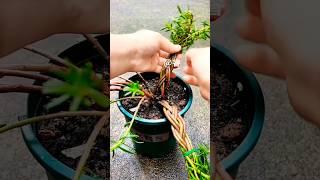 Homemade Cement & Construction – DIY Pots, Masonry & Brickworks part 45