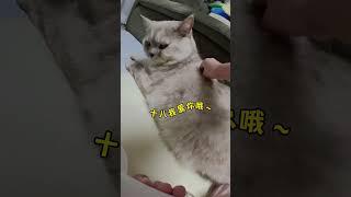 娃视角来啦！人类幼崽多会照顾小猫咪？#cat #catandbaby #shorts