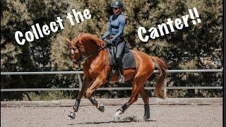 Collection: Canter Walk Canter Transitions