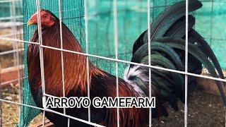 ARROYO GAMEFARM || This farm always stands proud for the quality of the chicken it has