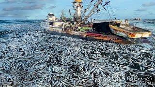 How the Japanese Use Purse Nets to Harvest Giant Mackerel - Hundreds of Tons of Fish in One Net