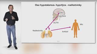 Naučená bezmocnost, stres, deprese a vyhoření. Přednáška Cyrila Höschla