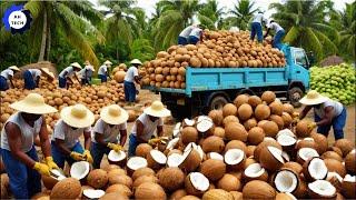 Most Satisfying Agriculture Technology ► 99 | Harvest and Processing Coconuts on A Massive Scale