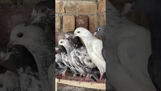 #pigeon #kabootarlovers #kabutar #reels