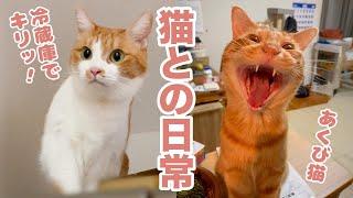 【Vlog】猫たちの日常/いたずらたくさん！【24.10.23】