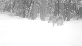 Gray wolf captured on remote camera in Washington State