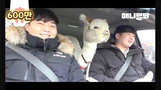 호주에 살던 알파카를 한국으로 데려온 이유 ㅣDidn't Adopt An Alpaca Just Because She's Pretty