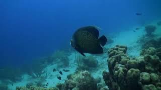 Diving the Dive Bus House Reef in sunny Curacao