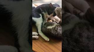 Caring for each other #crazykitty #kitten #cute #kittycat #catlover #cat #kittty #shortsvideo