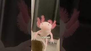 Do you know the axolotl?#animals #love #shorts #pets #cute