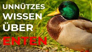 unnützes Wissen über Enten