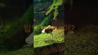 여름인데 수영 할줄알아야지 이것이 입영이다 #시드니 #시드니여행 #타롱가동물원