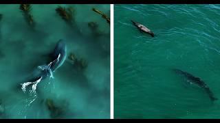 Sea lion Approached by Two Great White Sharks in Shallow Water