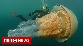 Giant jellyfish spotted by divers - BBC News