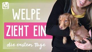 Welpe zieht ein: Dein Guide für die ersten Tage