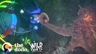 Guy Offers Hand to a Giant Octopus — You Won’t Believe How He Reacts | The Dodo Wild Hearts