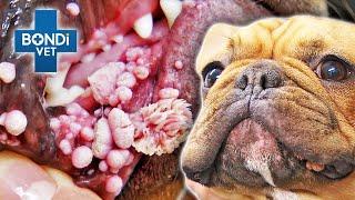 Extreme Warts Overtake Bulldog's Mouth like Barnacles  | Vet on the Hill Clips | Bondi Vet