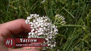 Top 5 Medicinal Plants & Herbs For Healing Cuts And Wounds Naturally