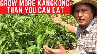 How to Grow More KangKong  than You Can Eat in Soil | Water Spinach