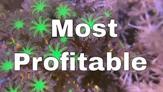 Top 5 Most Profitable Beginner Corals