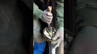 Trimming a horses hoof #oddlysatisfying #farrier #satisfying #hoofcare #fyp