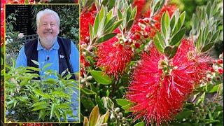 RINCE-BOUTEILLE OU PLANTE GOUPILLON, UN ARBUSTE FLAMBOYANT À DÉCOUVRIR. Le quotidien du jardin N°202