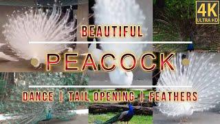 Beautiful Peacock | Peacock Tail | Peacock  Dance | Peacock Tail Opening | Peacock feathers | 4K