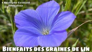 Bienfaits des graines de lin : flore intestinale, ménopause, cholestérol