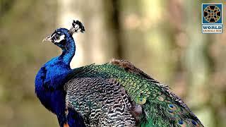 Peacock - Amazing Peacock Dance Facts Video | Peacock Displaying Feathers | World Animals Hub