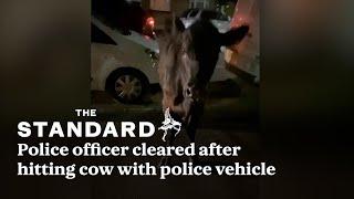 Police officer cleared after hitting cow with police vehicle