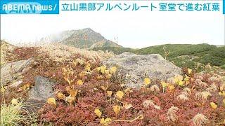 立山黒部アルペンルート　高山植物色づき始め…室堂で進む紅葉(2024年9月29日)